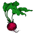 beet.gif - 4.4 K
