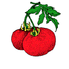 tomato.gif - 6.4 K
